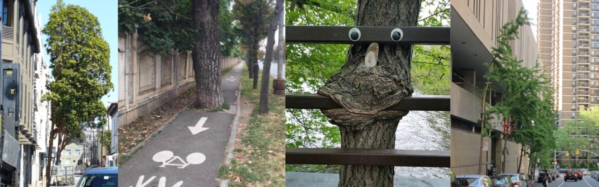 Collage of 4 trees planted too close to buildings, fences or sidewalks.