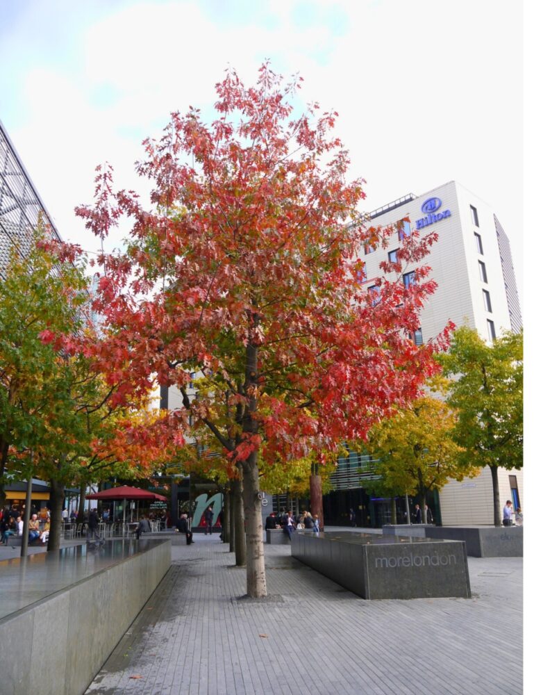 A large urban tree with red leaves in a paved plaza with buildings behind.